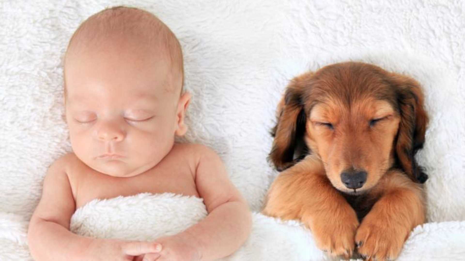 como se pasea un perro con un bebe