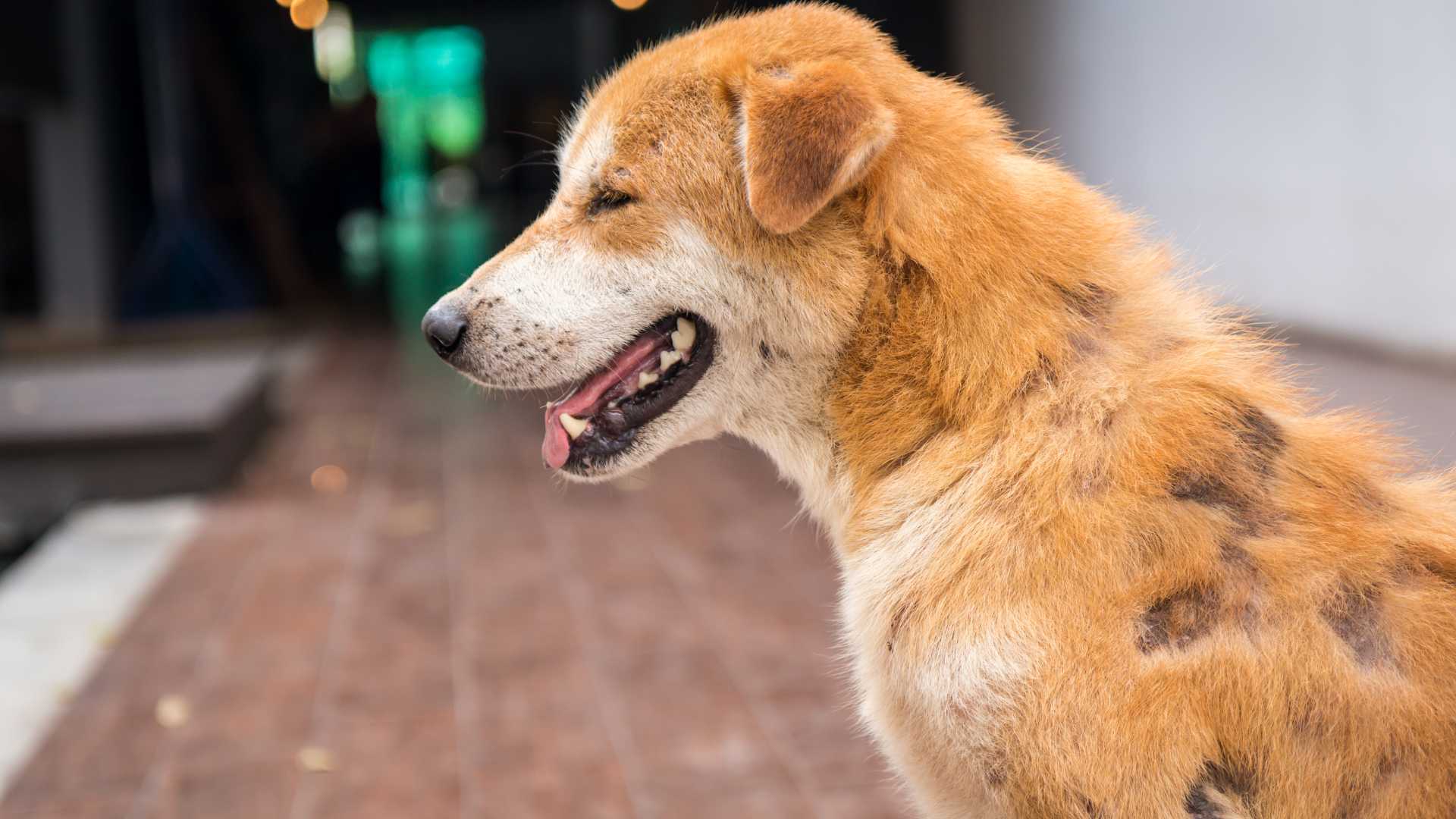 todo-sobre-la-dermatitis-en-perros-y-gatos-natuka