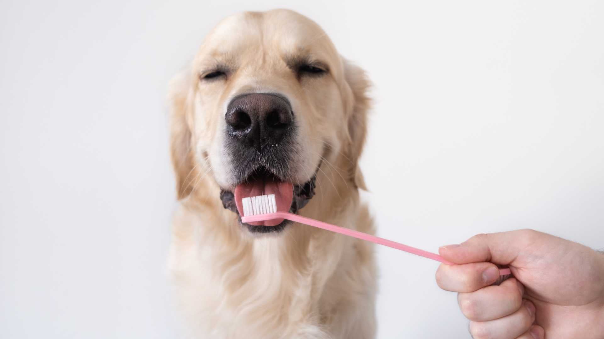 que tan limpia es la lengua de un perro