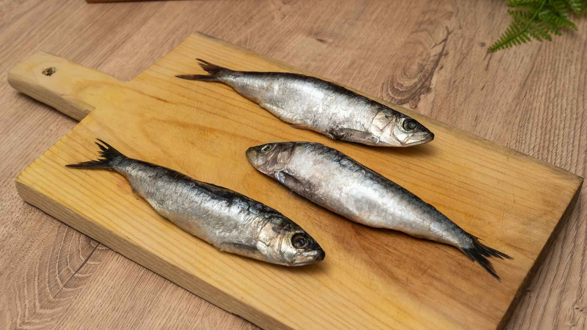 pueden los perros comer sardinas en aceite de soja