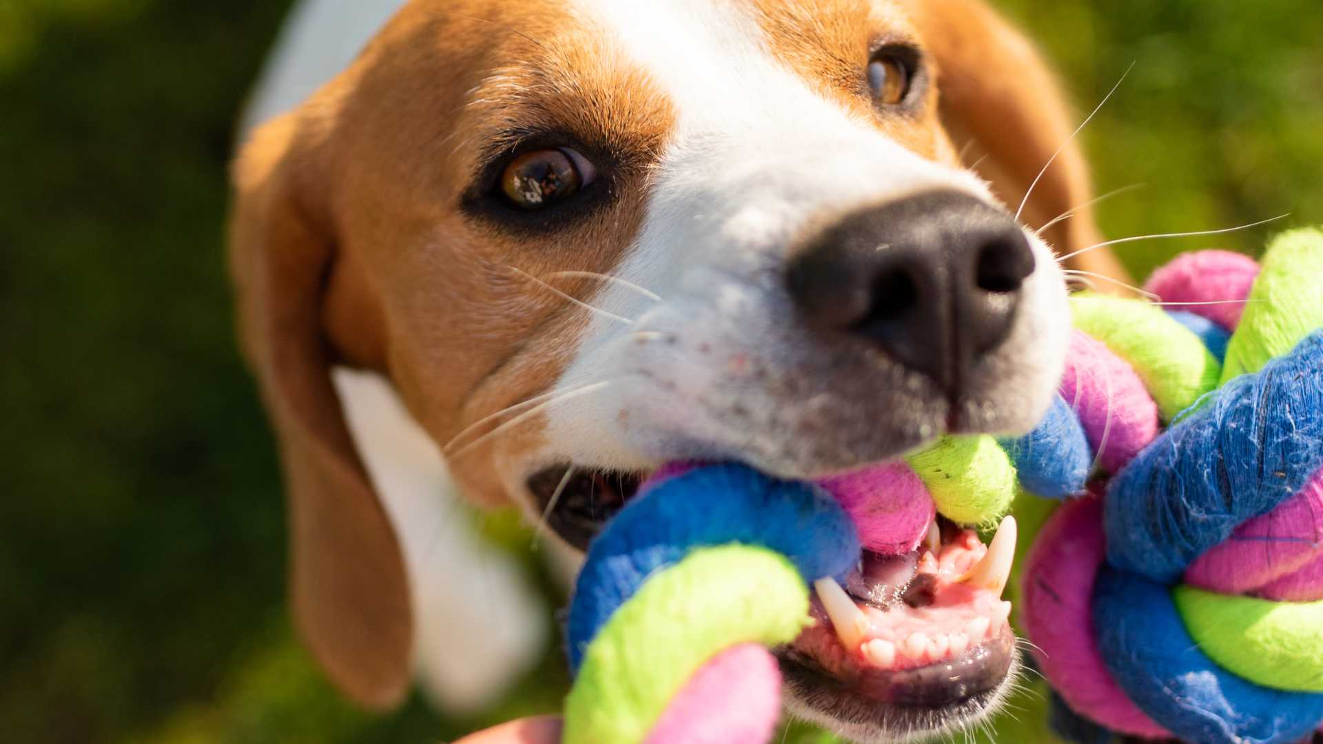 los perros se benefician del masaje