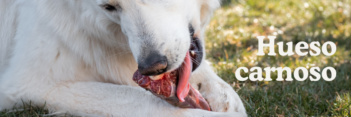 Huesos carnosos para perros