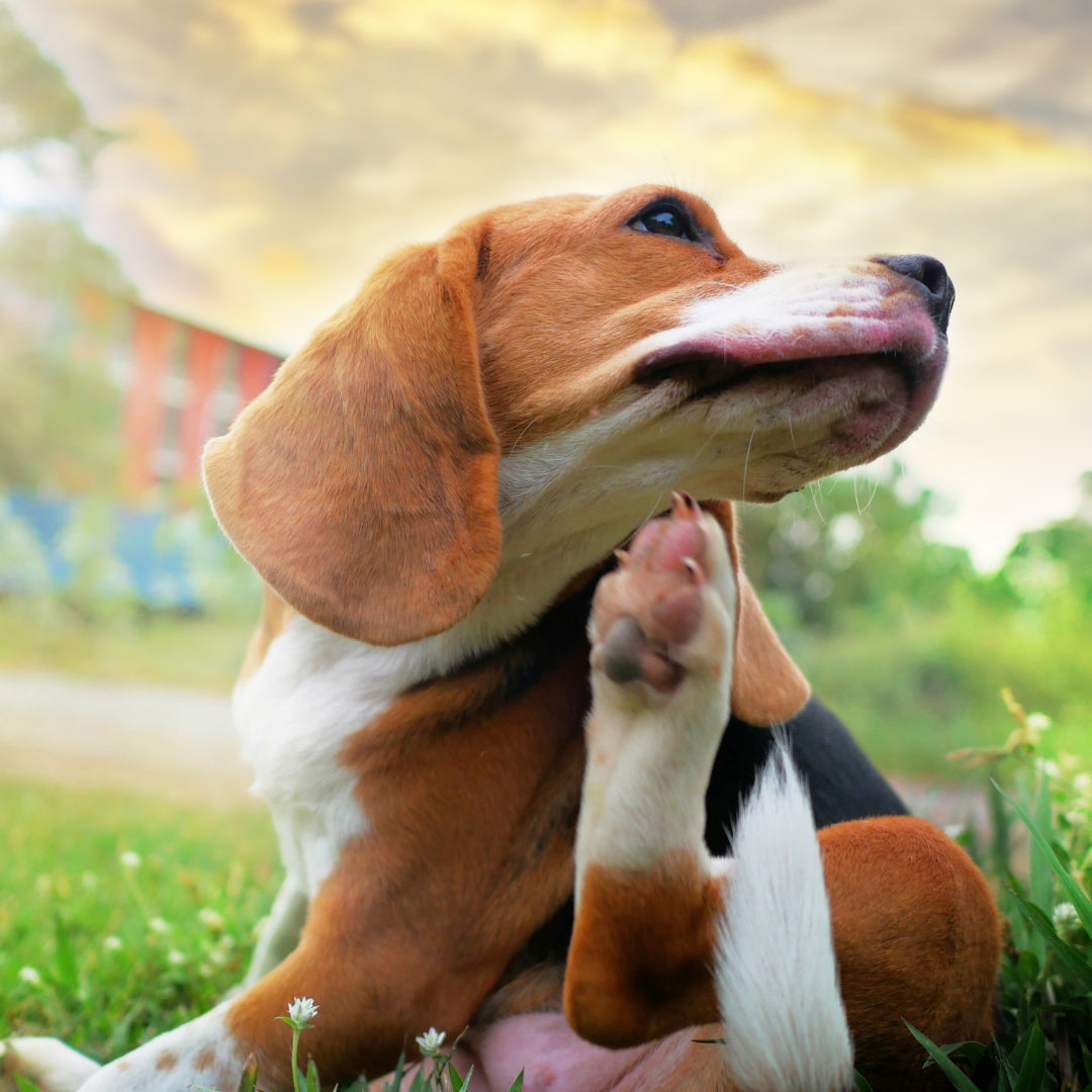 Natuka hypoallergenic food for dogs with allergies and sensitivities