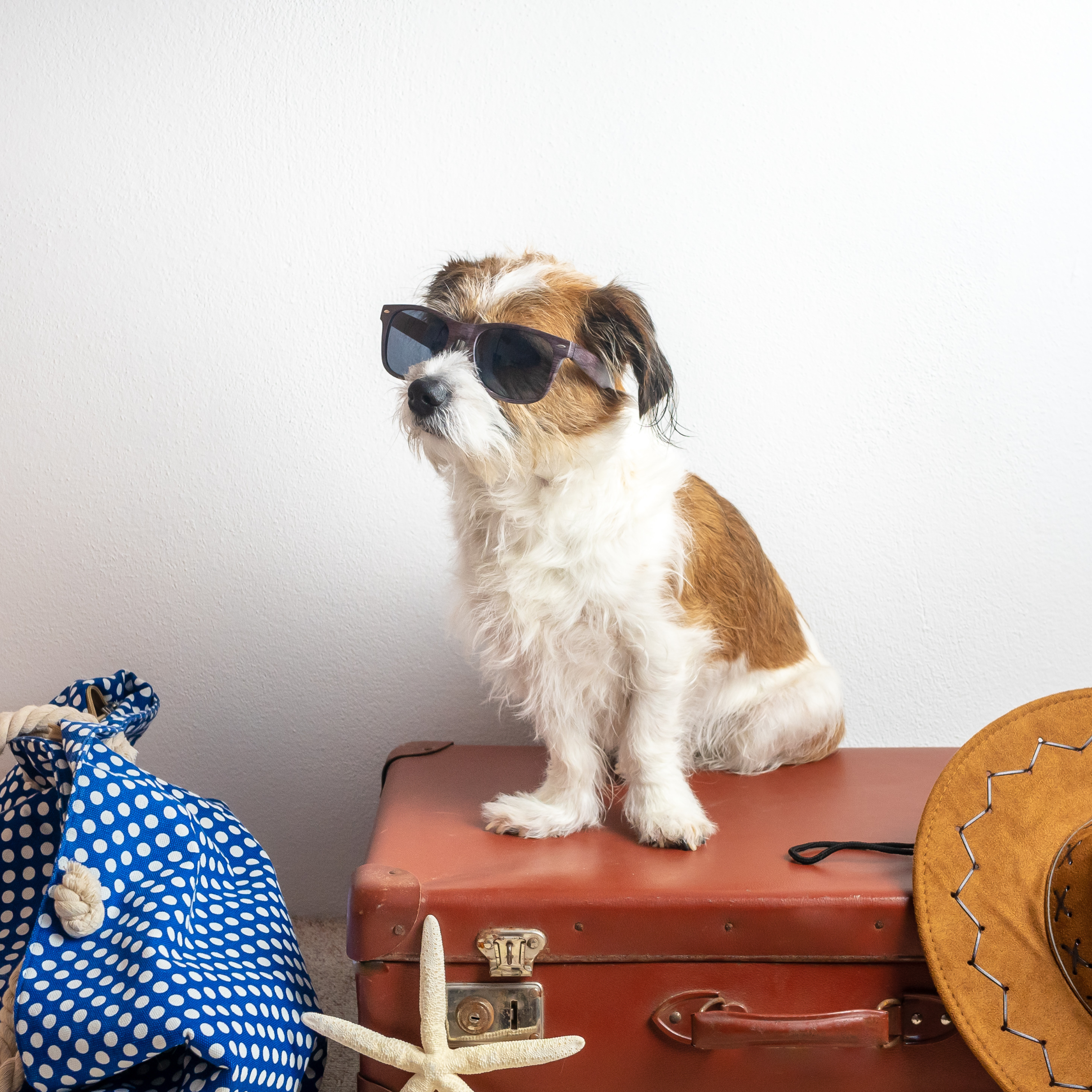 Consejos para viajar sin tu peludo y no morir en el intento