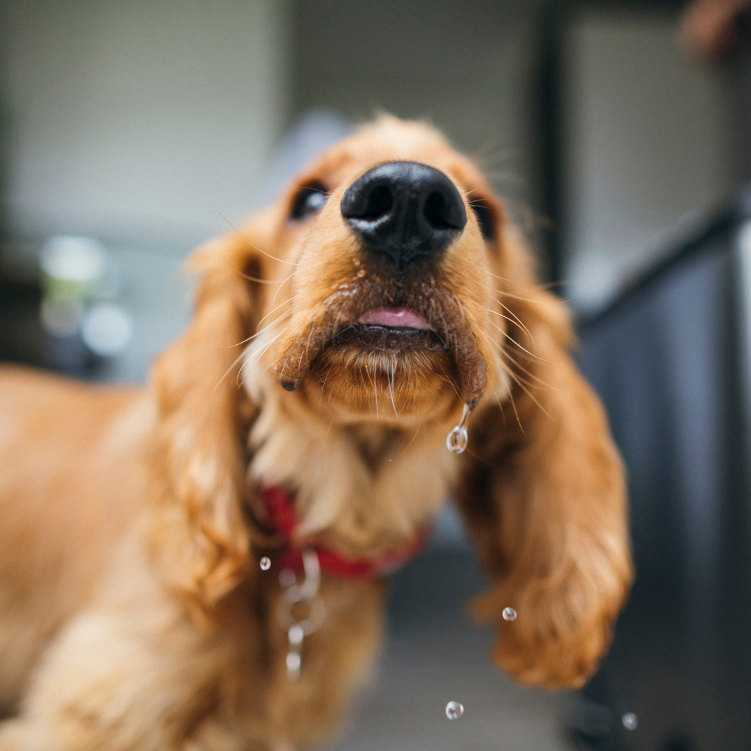 Hidratación en perros y gatos: por qué el agua es tan importante y cómo influye su alimentación