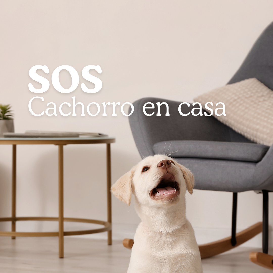Socorro, mi cachorro lo muerde todo: Cómo aliviar su dolor de encías (y salvar tus muebles)