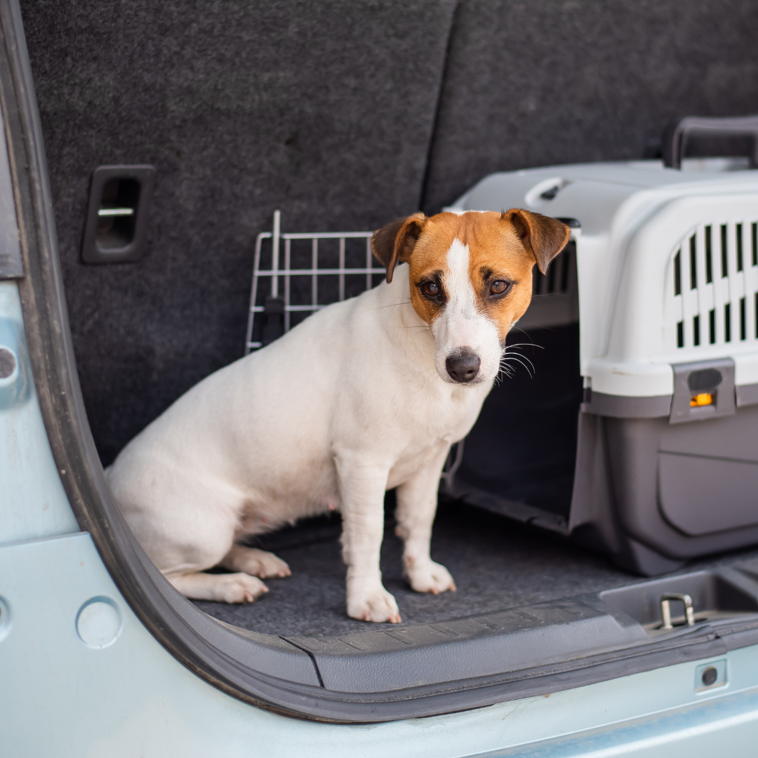 Cómo viajar con tu peludo de forma segura