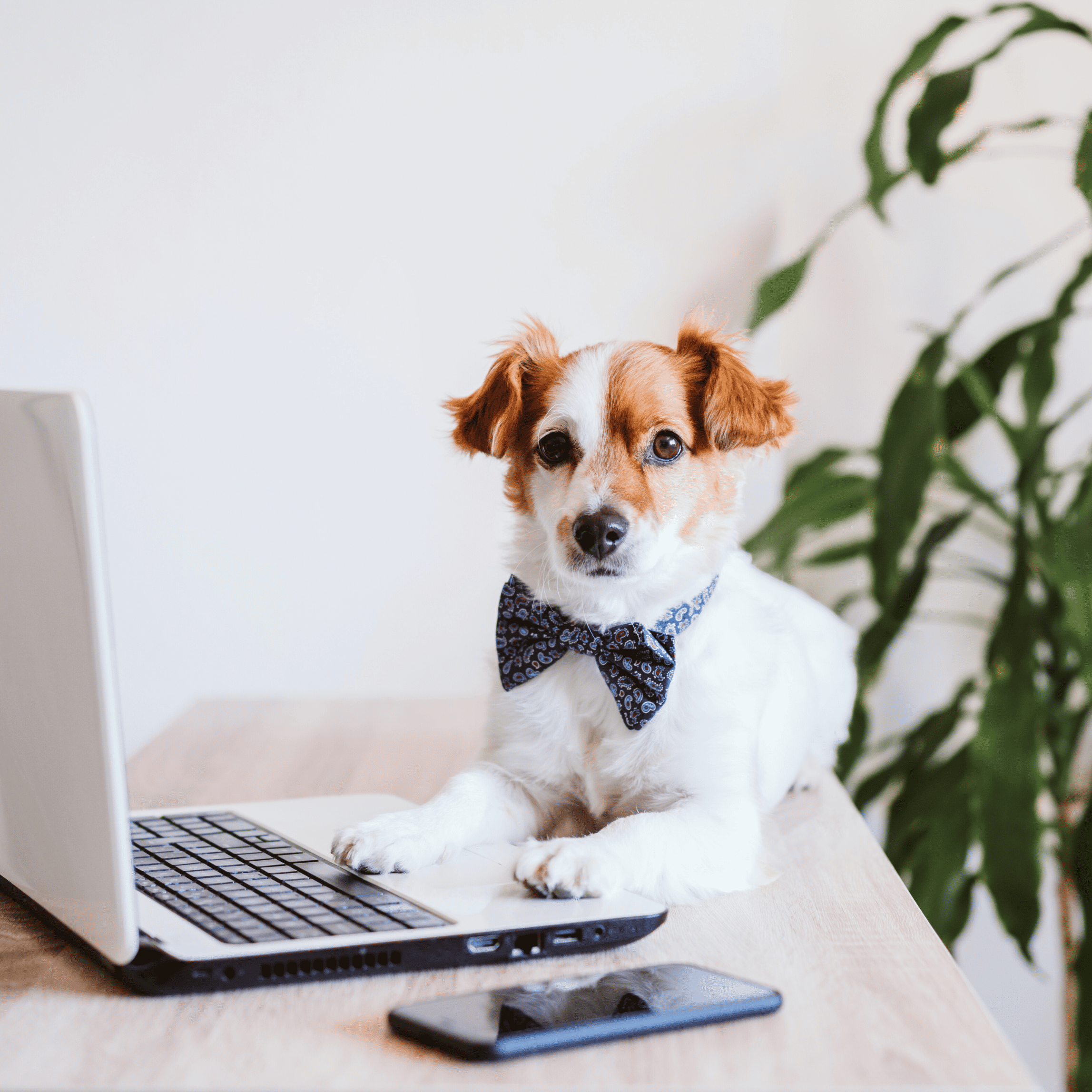 Estudios científicos sobre la alimentación natural en mascotas