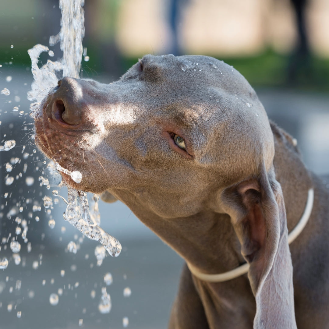 Dog hydration benefits from Natuka natural wet food diet