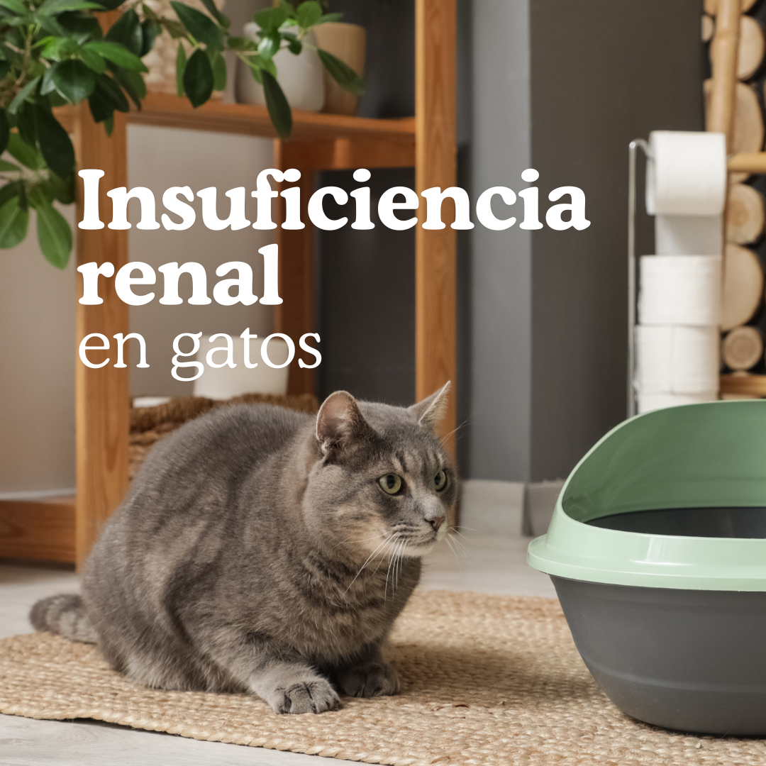 Insuficiencia renal en gatos: dieta natural y cómo mejorar su calidad de vida