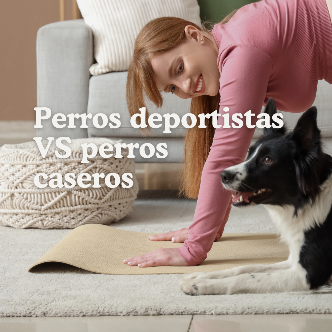 Perros deportistas vs. perros caseros: ¿Deben comer la misma cantidad de grasa y energía?