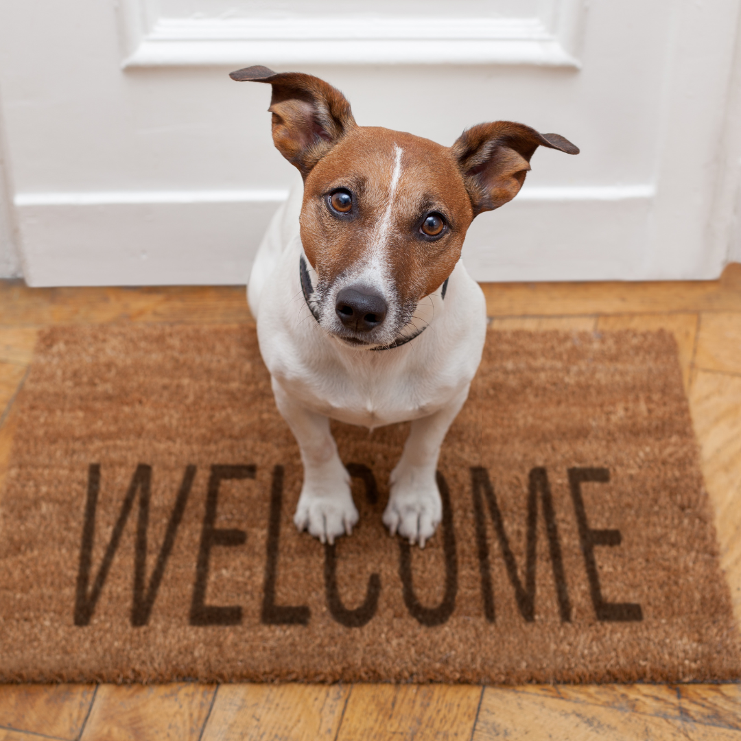 El primer mes en casa: cómo la dieta natural ayuda a recuperar a un perro adoptado