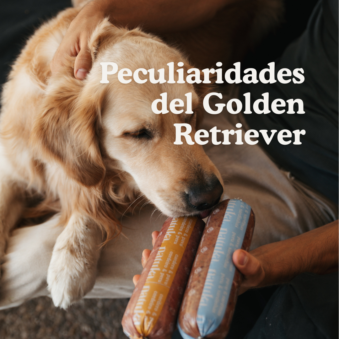 Golden Retriever eating Natuka natural pet food