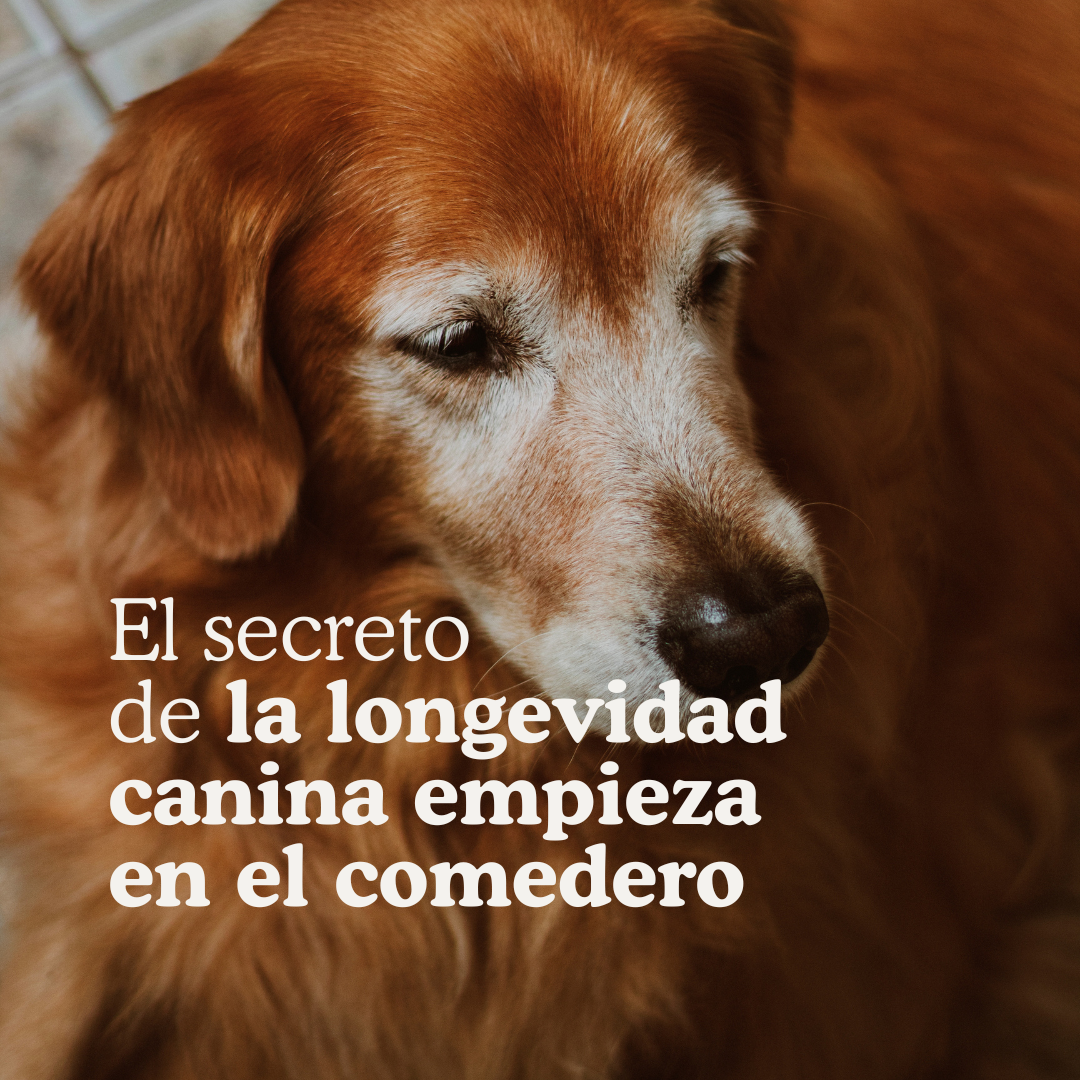 Biohacking para perros: cómo aumentar la longevidad canina desde la alimentación natural