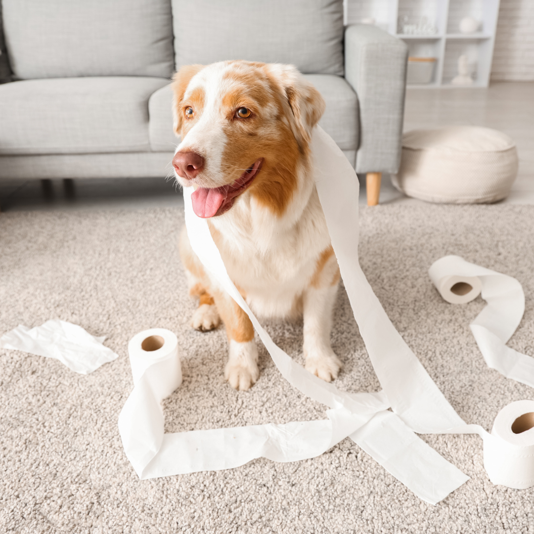 Hablemos de cacas: por qué tu perro se come las heces y cómo solucionarlo desde su comedero 💩🐕