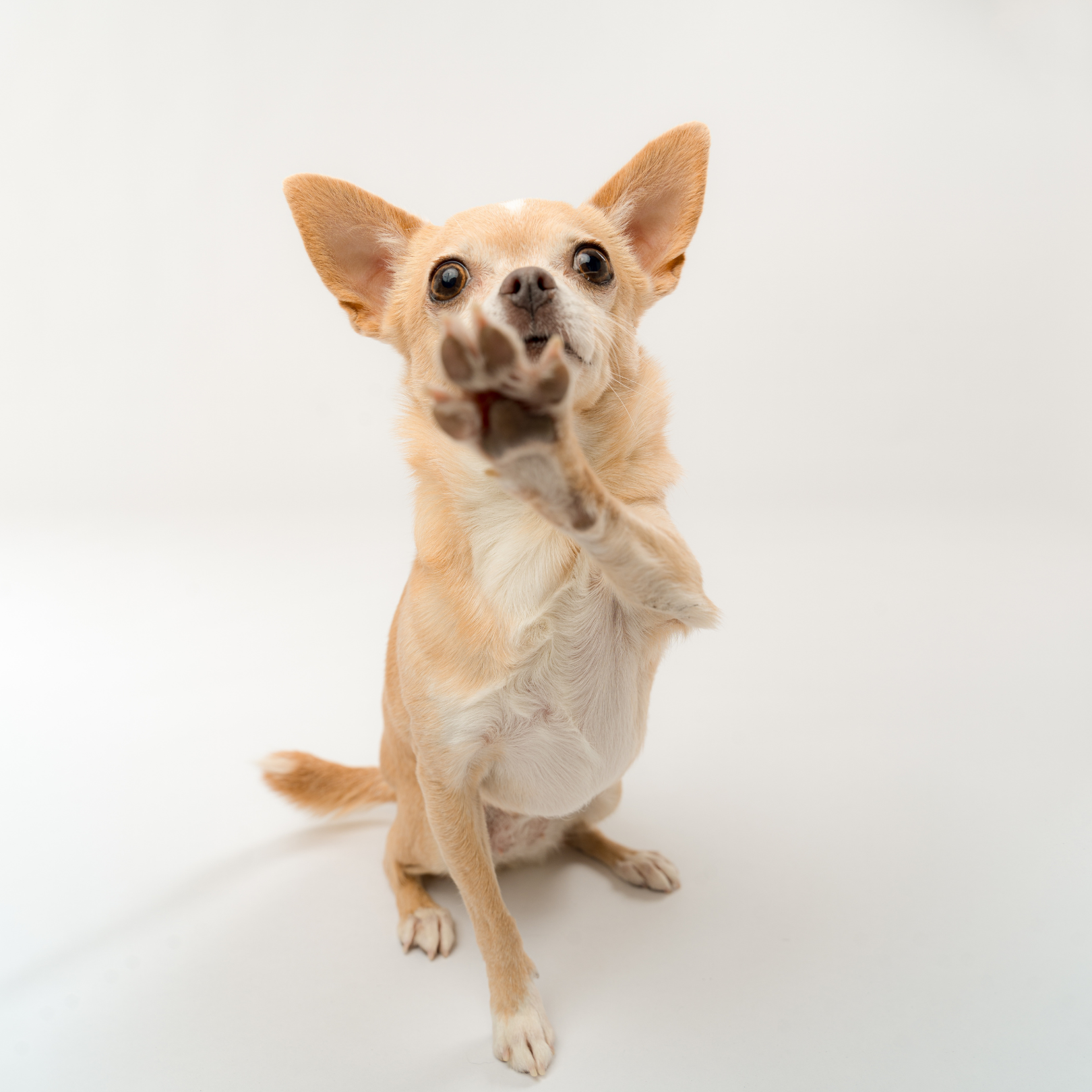 ¿Mi Chihuahua tiene estómago de lobo? La verdad sobre la comida cruda en razas mini y toy