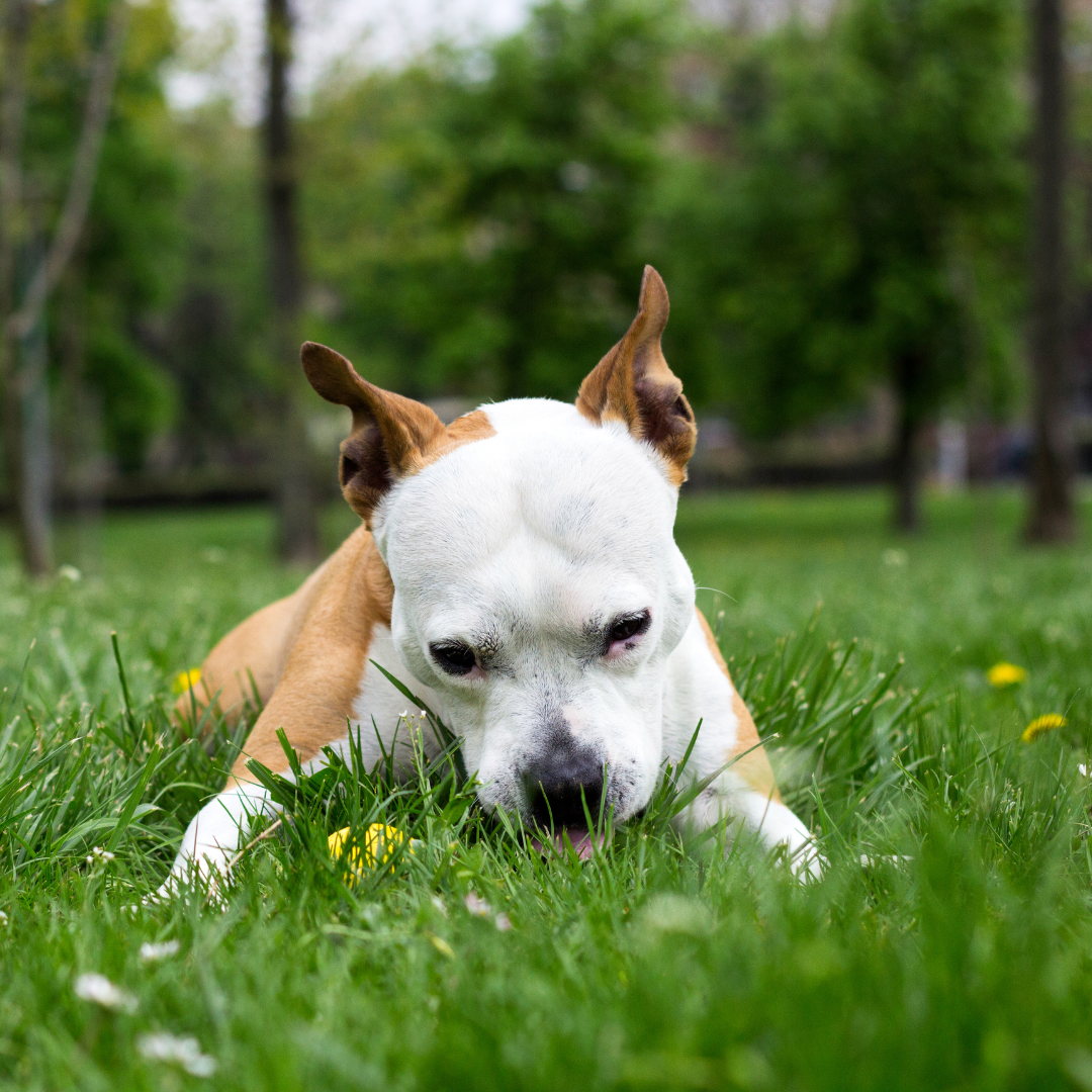 ¿Tu perro pasta como una vaca 🐮 en el parque? Descifra qué intenta decirte su estómago