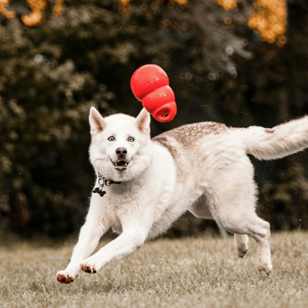 5 Recetas para rellenar el KONG o Lickimat de tu perro usando dieta natural (y combatir el aburrimiento)