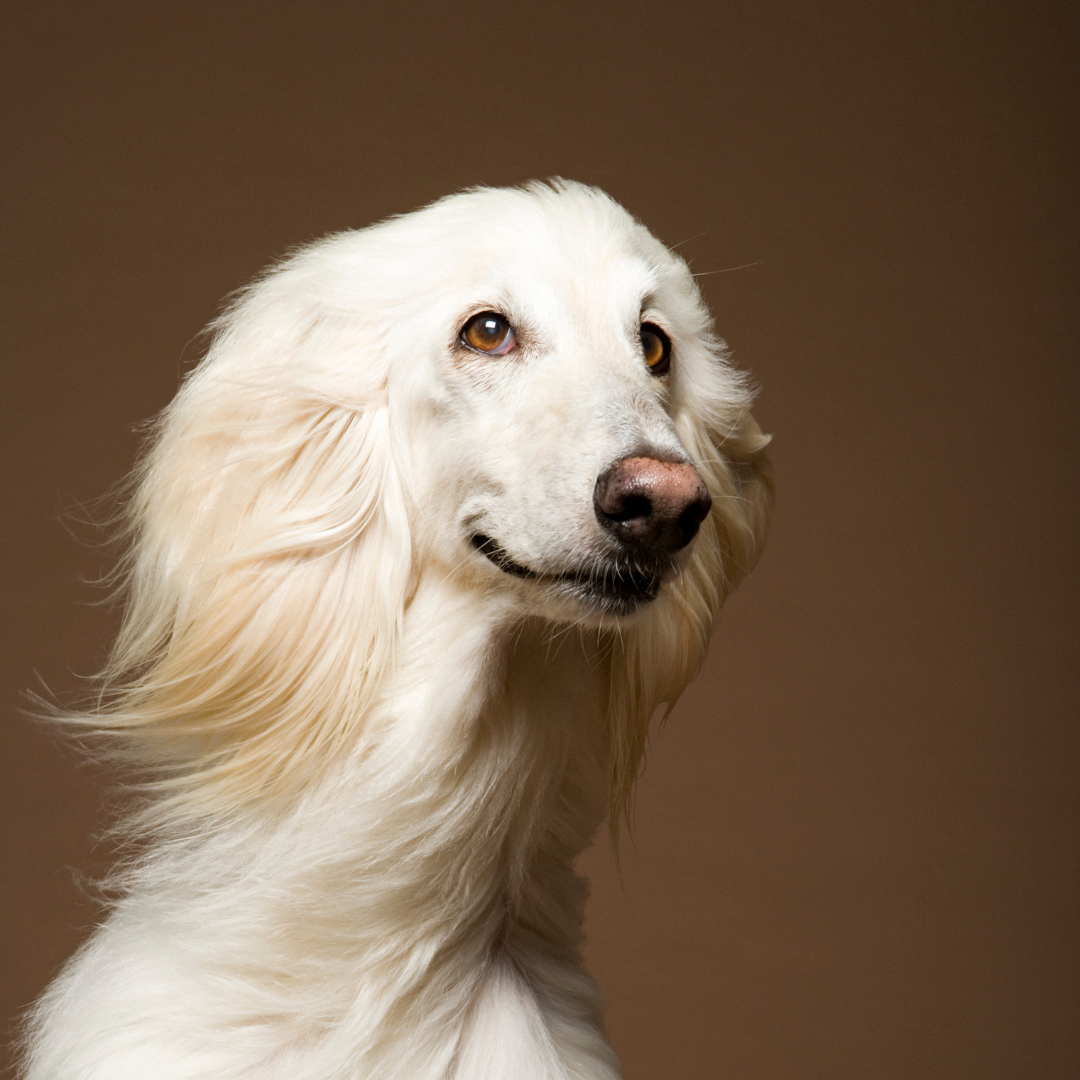 El Reto del "Glow Up" Perruno: ¿Te atreves a transformar a tu perro en solo 30 días