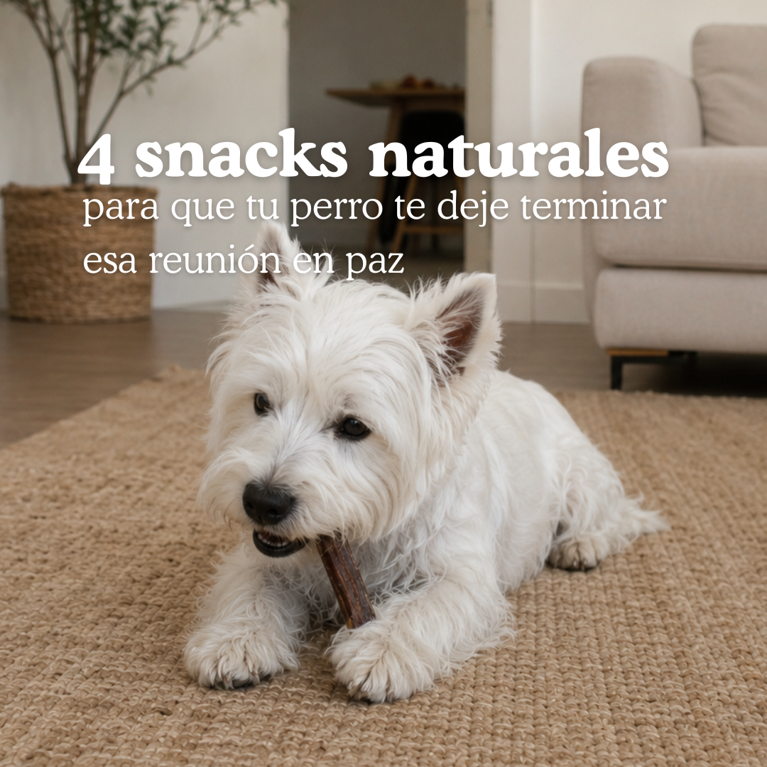 Modo Avión Perruno: 4 Snacks naturales para que tu perro te deje terminar esa reunión en paz