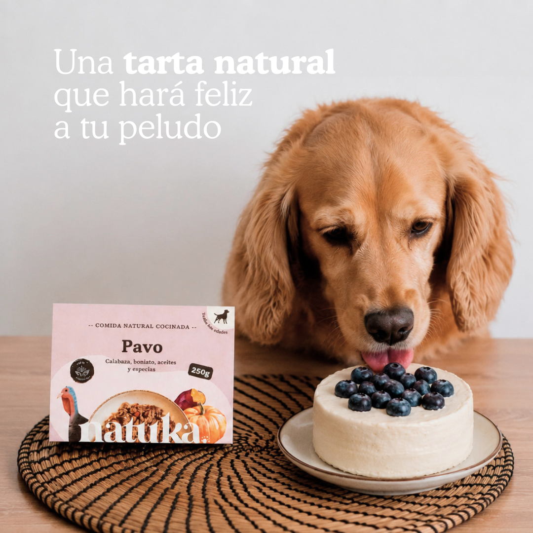 Cumpleaños Perrunos: La Tarta Carnívora (“Bark-Day”) que Hará Feliz a tu Perro