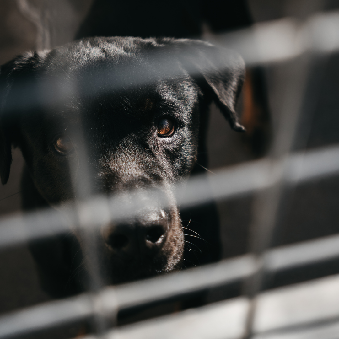 Guía responsable para la adopción de una mascota