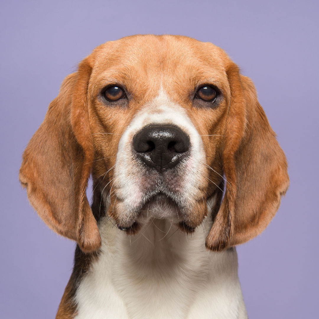 Hipotiroidismo en Beagle: síntomas, causas y cómo evitar el sobrepeso