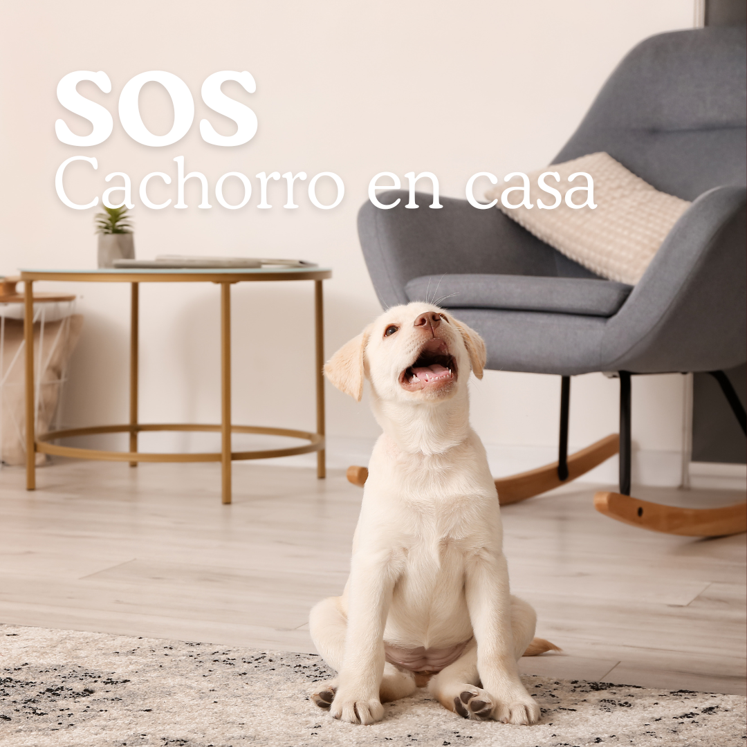 Socorro, mi cachorro lo muerde todo: Cómo aliviar su dolor de encías (y salvar tus muebles)