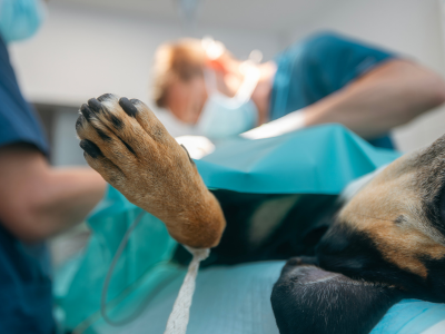 Castración en perros y gatos: ¿Sí o no?