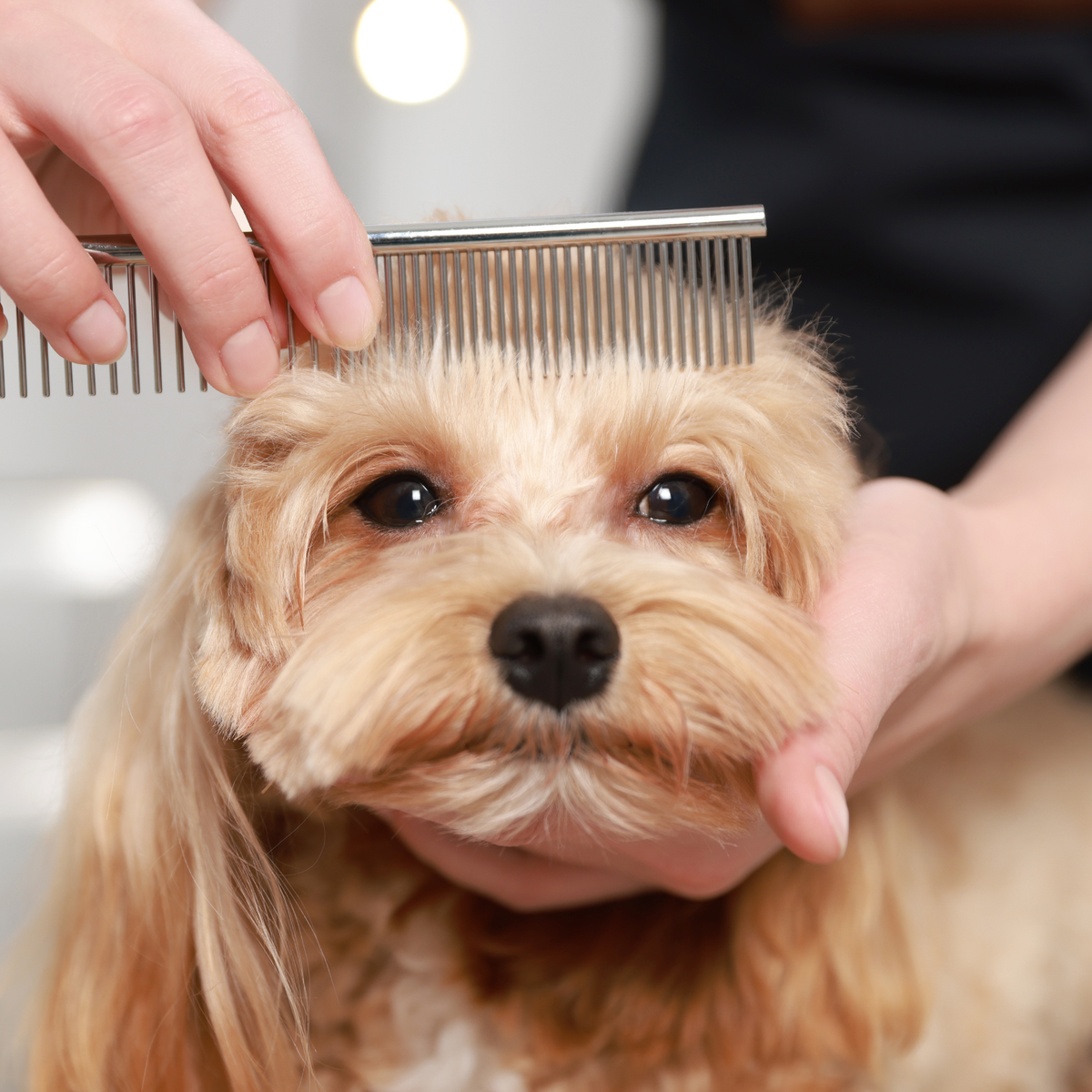Operación Muda: Cómo hacer un "Detox" natural a tu perro para que su pelo brille como nunca