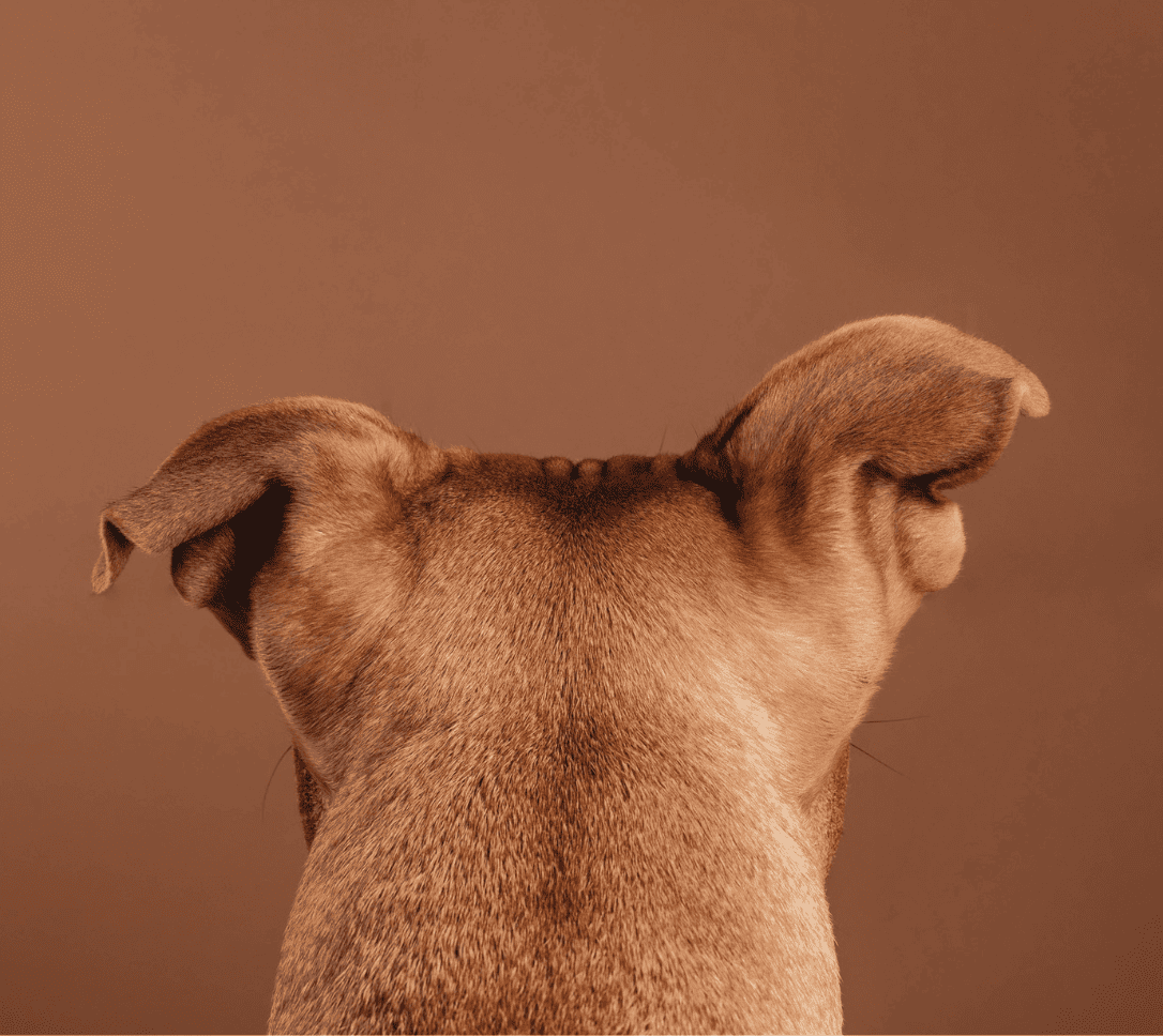 Perro sano y activo comiendo dieta natural Natuka BARF alimentación premium España